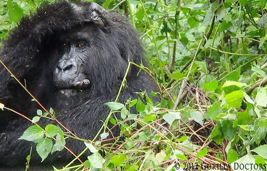 After Months Without Access, Gorilla Doctors Trek to Mountain Gorilla Group in Virunga NP, DR Congo